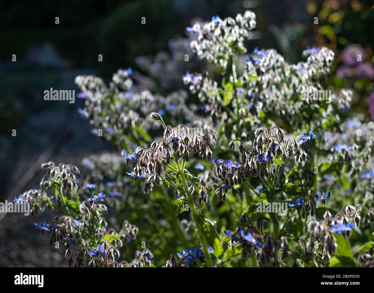 Borago officinalis, dans la lumière du soleil Banque D'Images