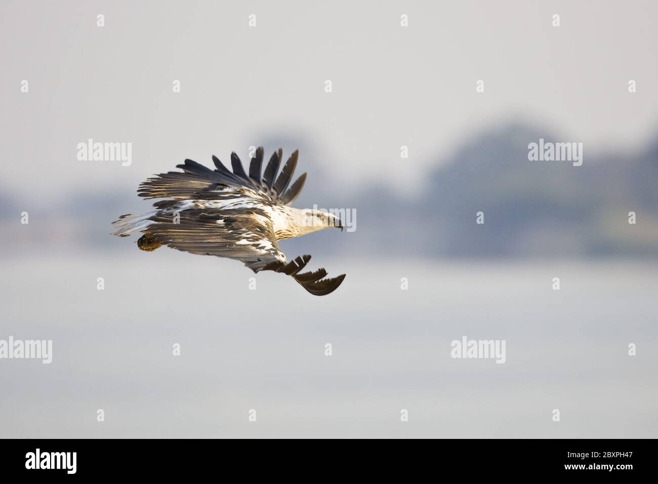 Osprey en vol, réserve de faune de Moremi, delta d'Okavango, Botswana, Afrique Banque D'Images