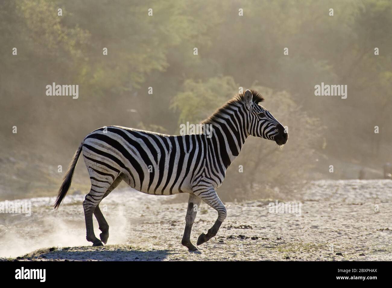 Zebra, parc national Makgadikgadi pans, Botswana, Afrique Banque D'Images