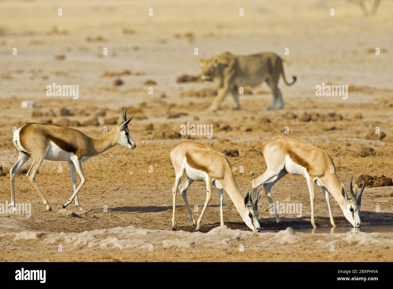 Lioness chasse le springbok, Nxai Pan, Makgadikgadi Pan NP, Afrique Banque D'Images