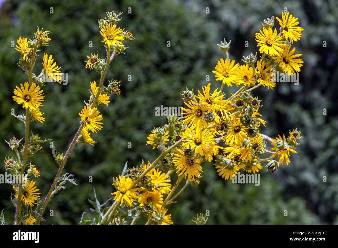 Silphium laciniatum Compass Plant Tall Banque D'Images