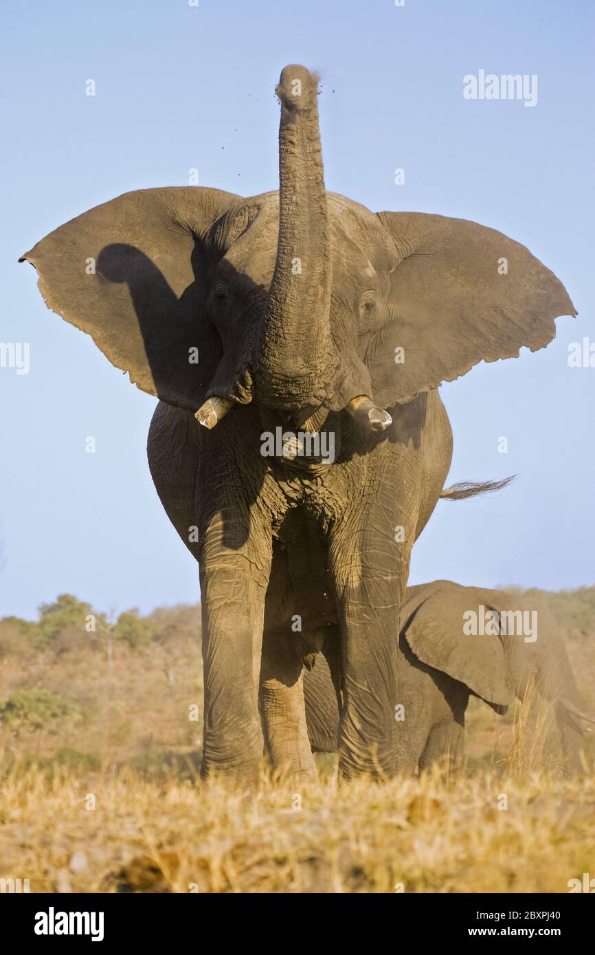 Éléphants d'Afrique, rivière Chobe, parc national de Chobe, Botswana, Afrique Banque D'Images