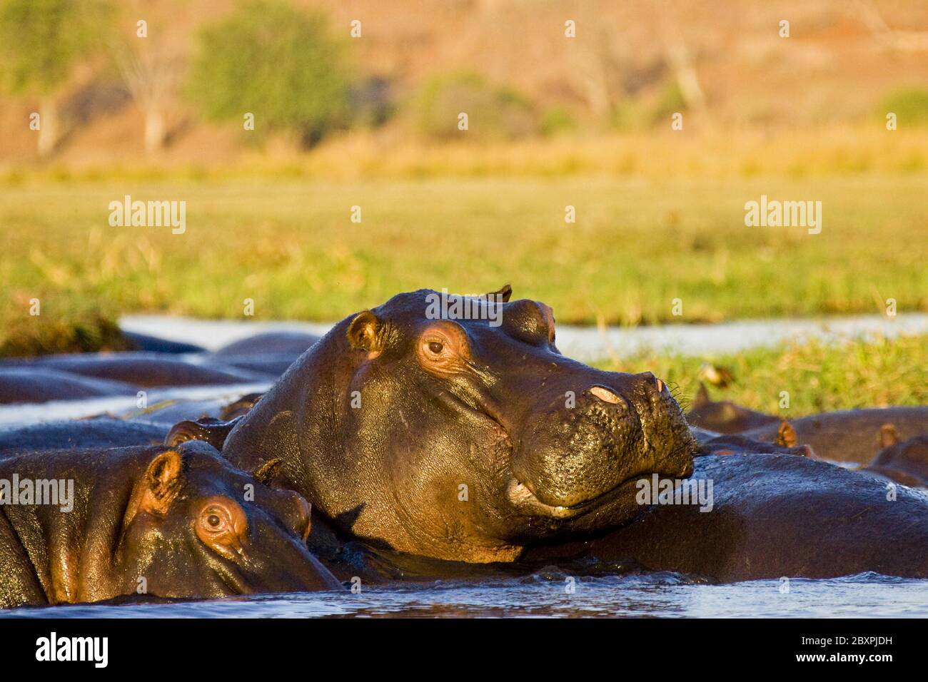 Hippos dans la rivière Chobe, Chobe NP, Afrique, Botswana, Afrique Banque D'Images