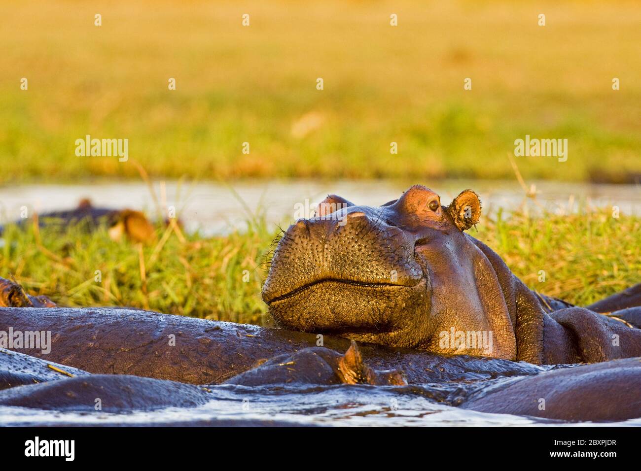 Hippos dans la rivière Chobe, Chobe NP, Afrique, Botswana, Afrique Banque D'Images
