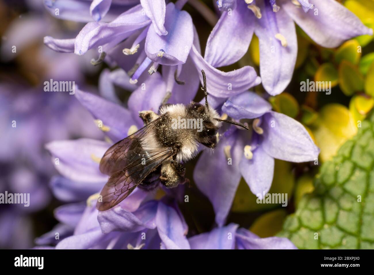 Ashy Mining Bee, pollinisation des fleurs, Chesire, Royaume-Uni Banque D'Images