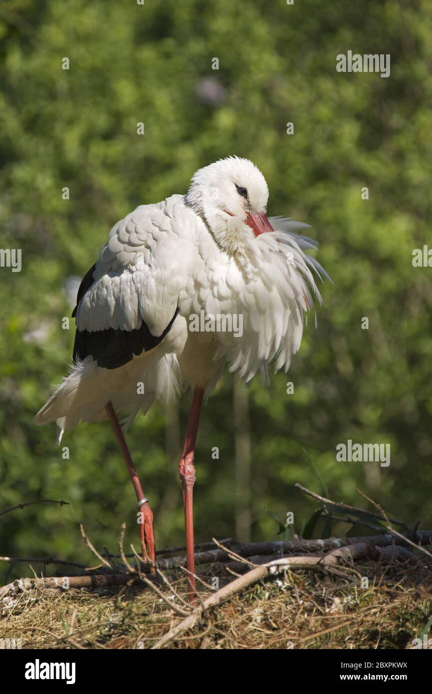 Cigogne blanche européenne Banque D'Images
