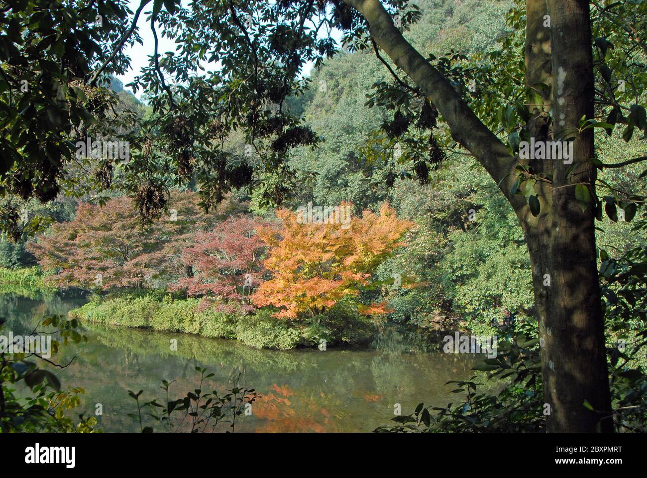 Longjing Tea Village près de Hangzhou dans la province de Zhejiang, en Chine. Un joli lac et des arbres aux couleurs d'automne dans la forêt près de Longjing. Banque D'Images