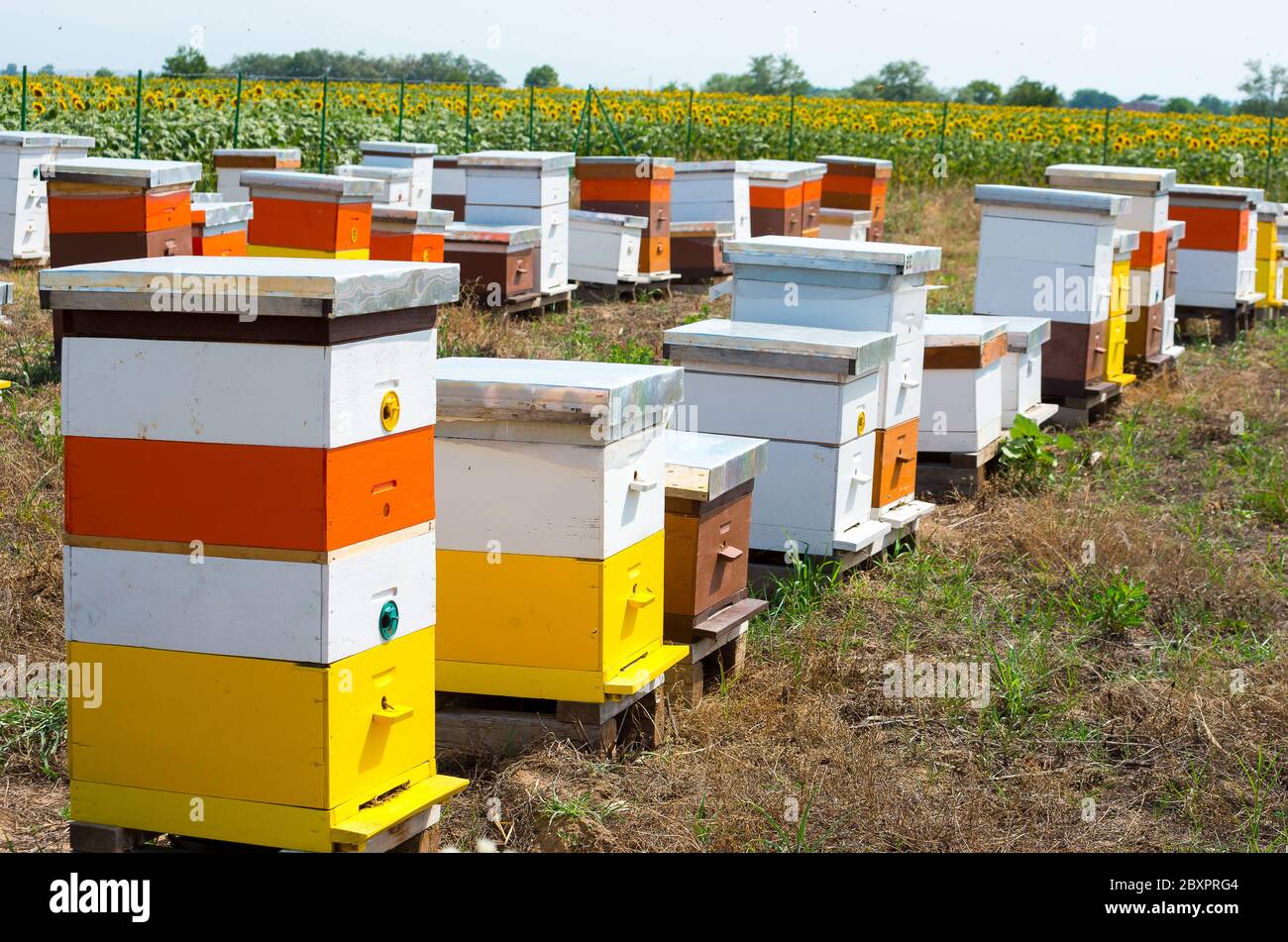 ruches en bois dans un champ de tournesol Banque D'Images