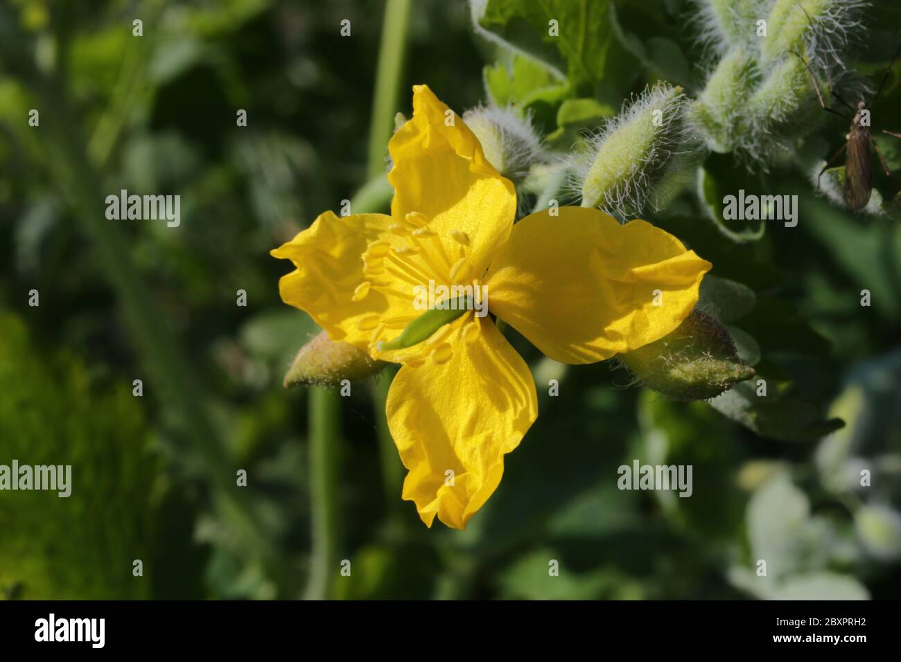 Une plus grande chélidoine, Chelidonium majus Banque D'Images