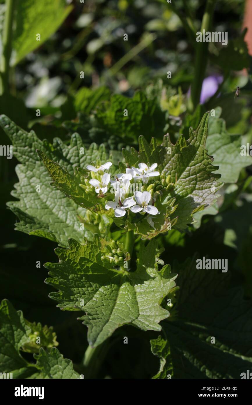 L'alliaire officinale, Alliaria petiolata Banque D'Images