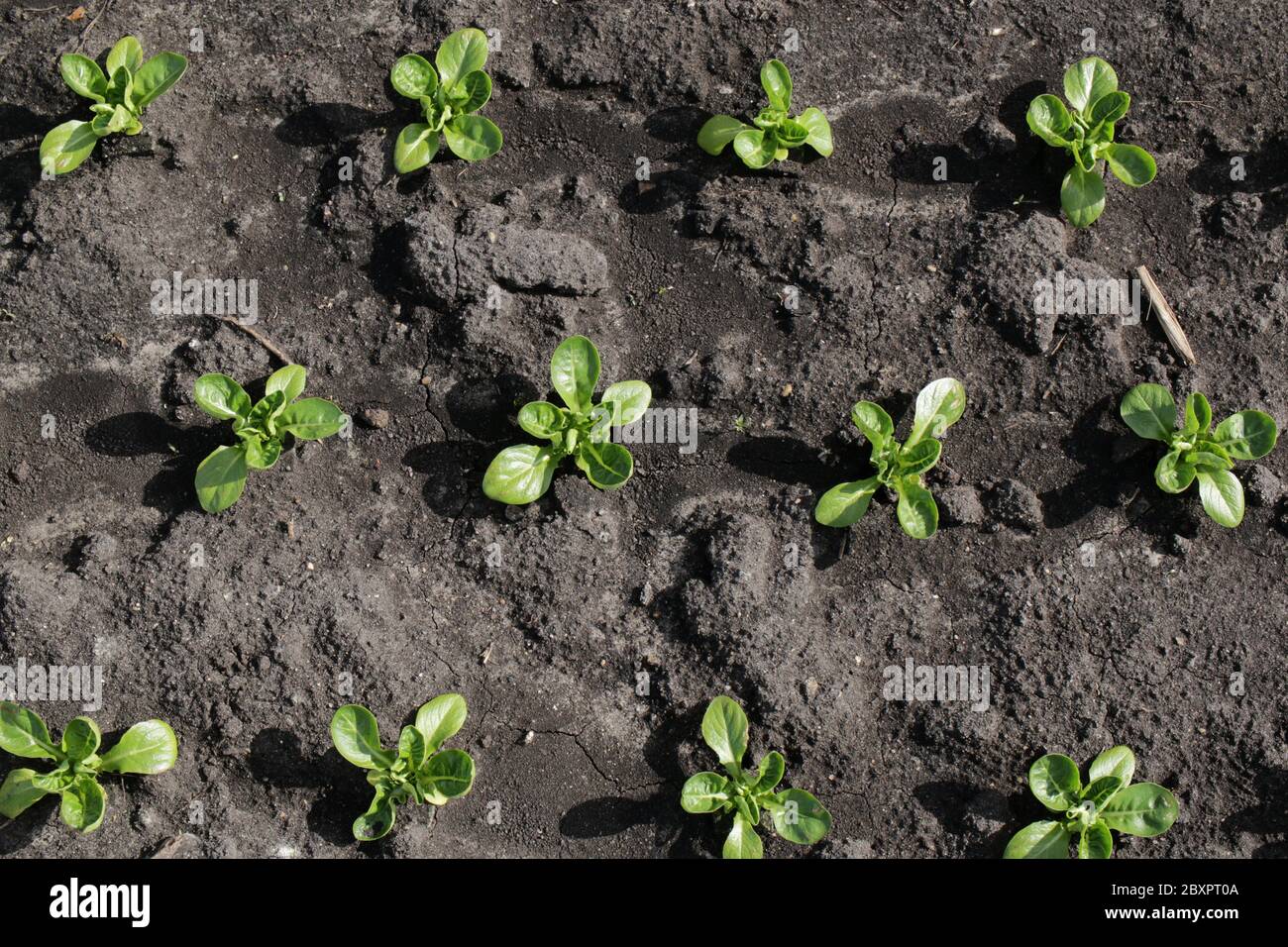 Des petites lettres de pierres précieuses cultivées dans les Fens par GS Growers Banque D'Images
