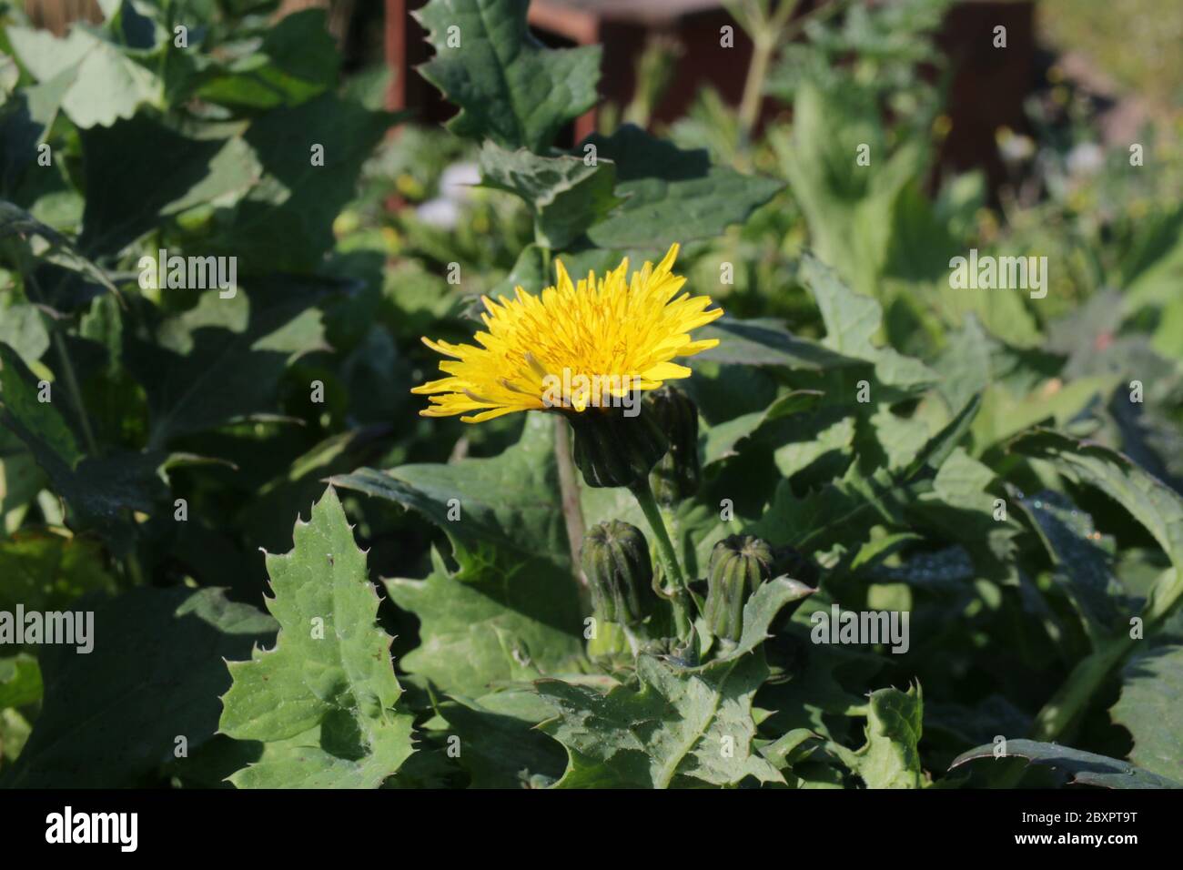 Chardon de pruckly, sonchus asper Banque D'Images