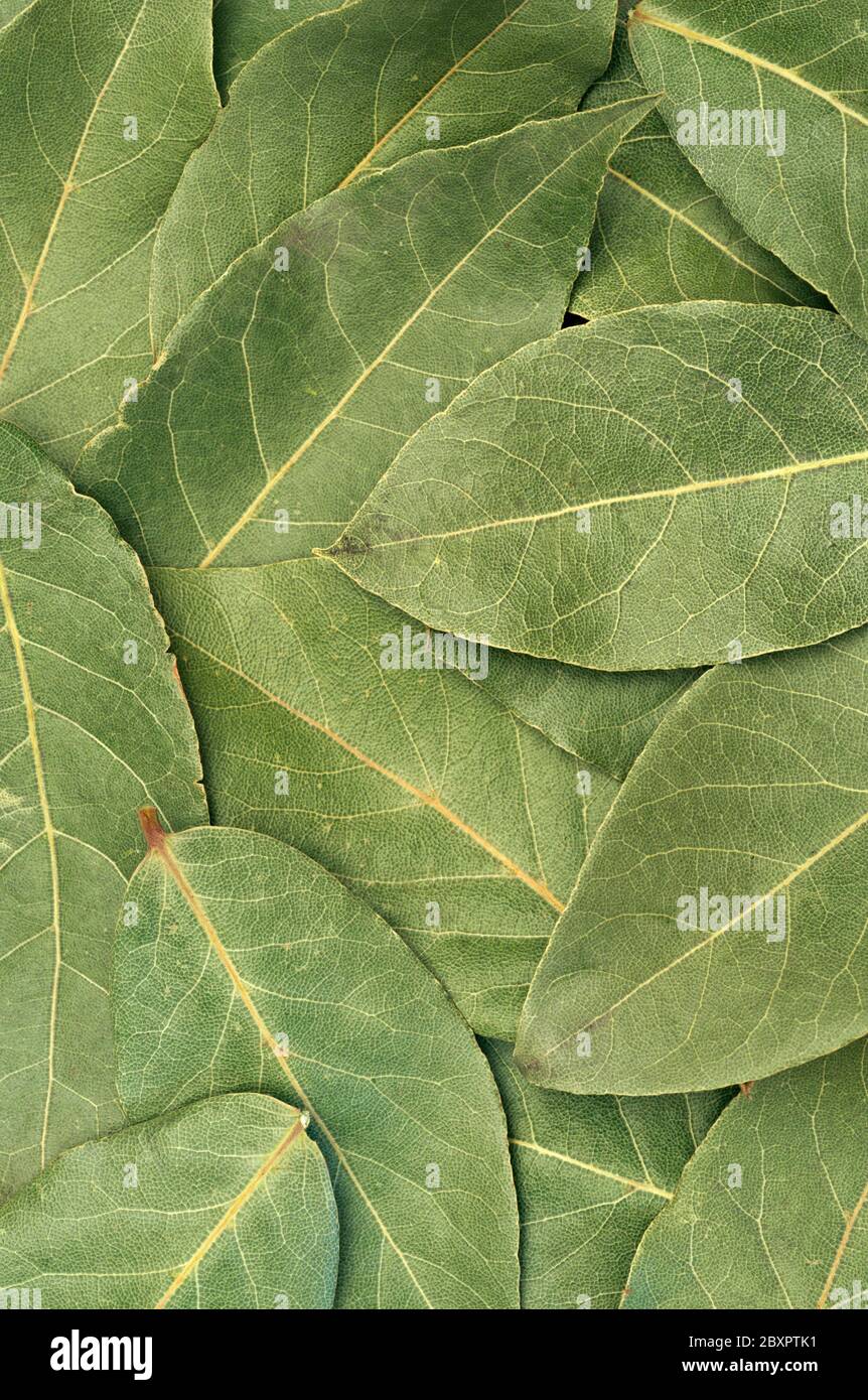 feuilles de Laurier secs Banque D'Images