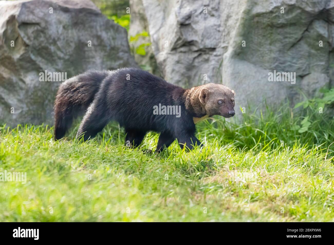 Tayra (Eira barbara) Marche à pied Banque D'Images