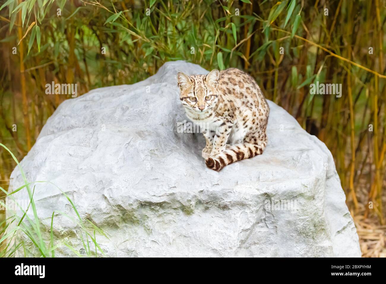 Oncilla (Leopardus tigrinus) assise sur un rocher Banque D'Images