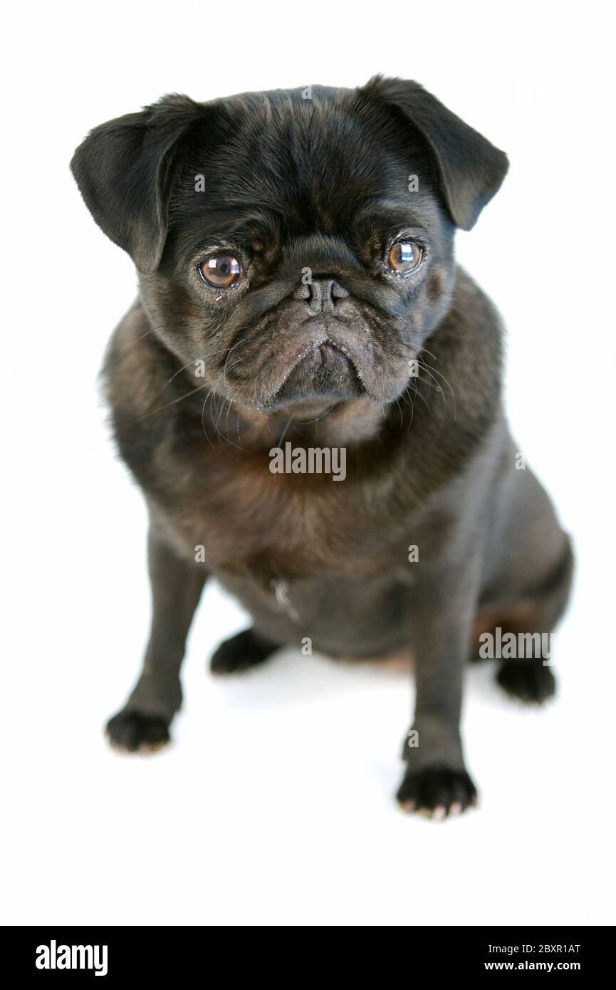 Un pug noir isolé sur un fond blanc Banque D'Images