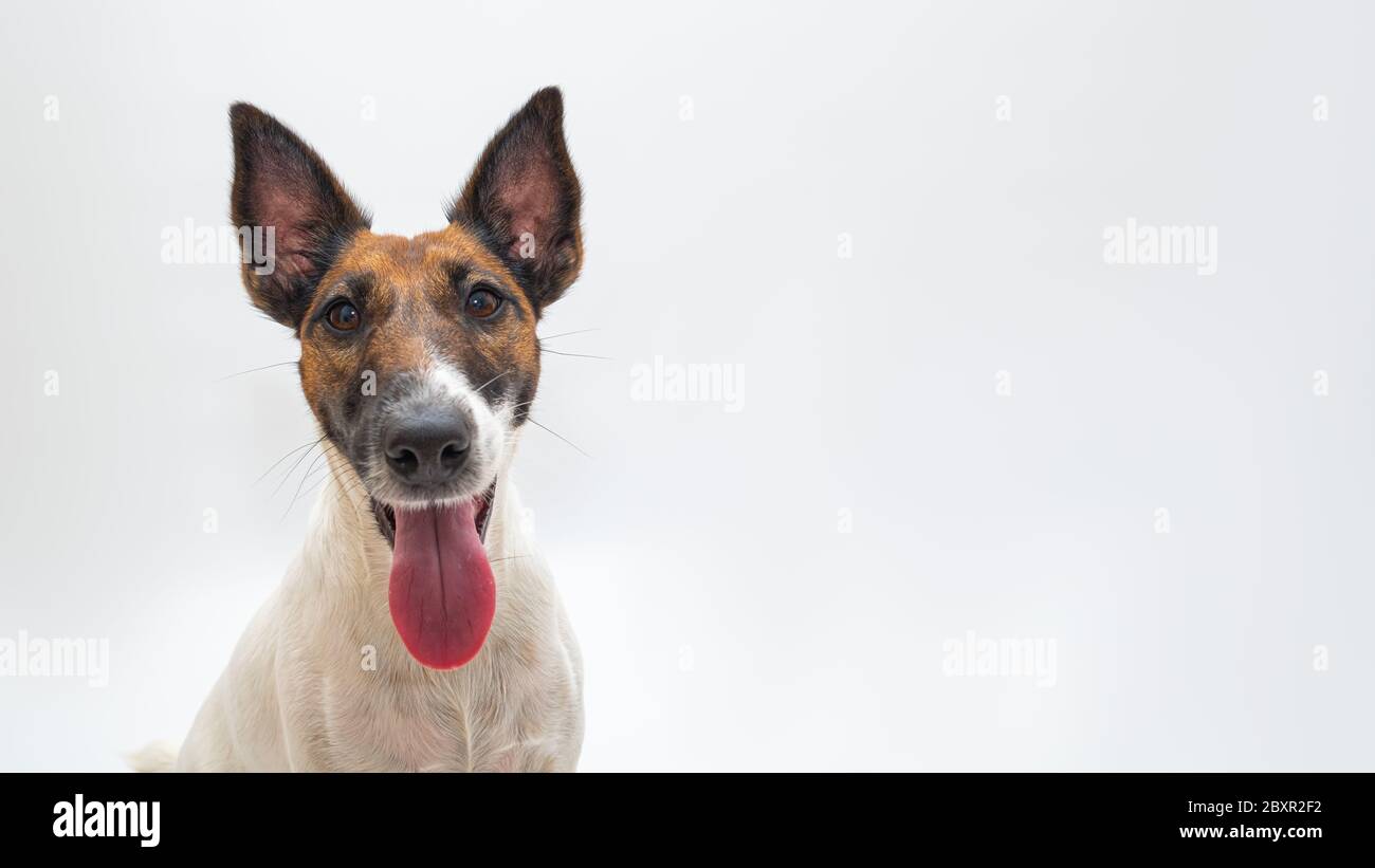 Toile de fond blanc chien Banque de photographies et d'images à haute  résolution - Alamy