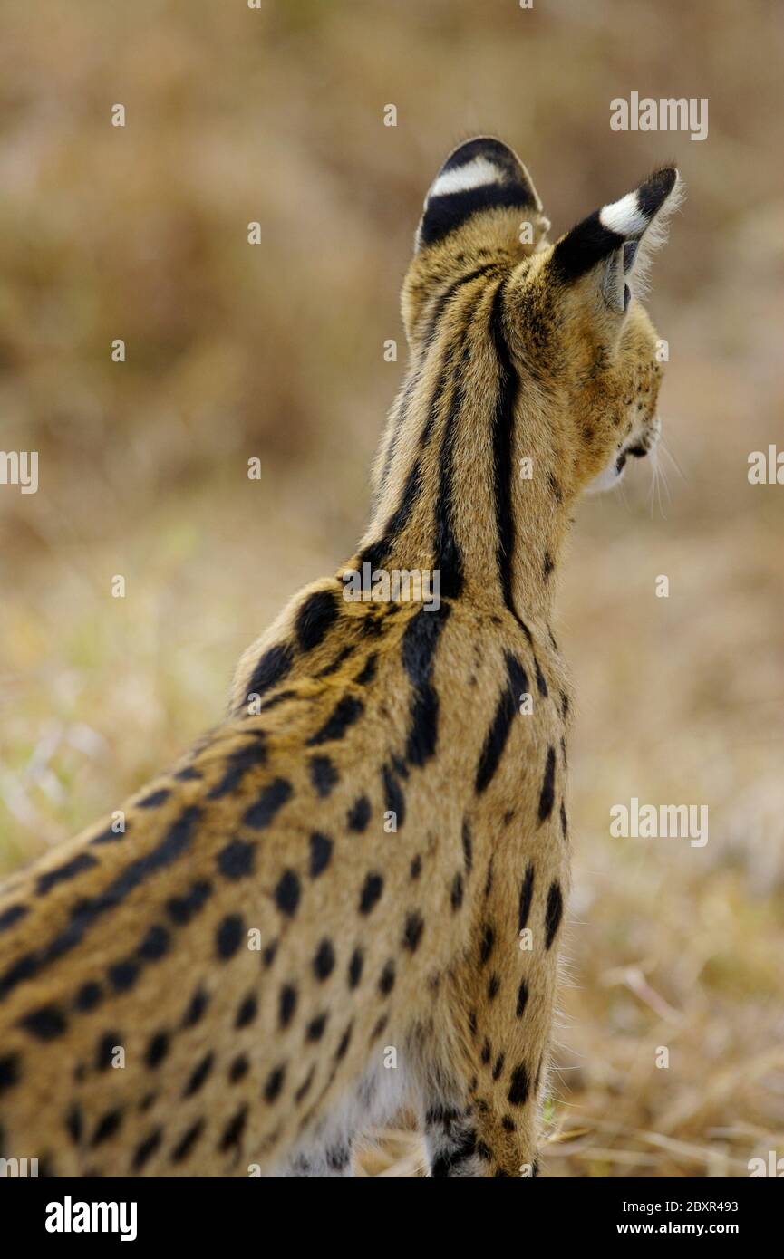 Un Chat De Serval Africain Photo Stock Alamy