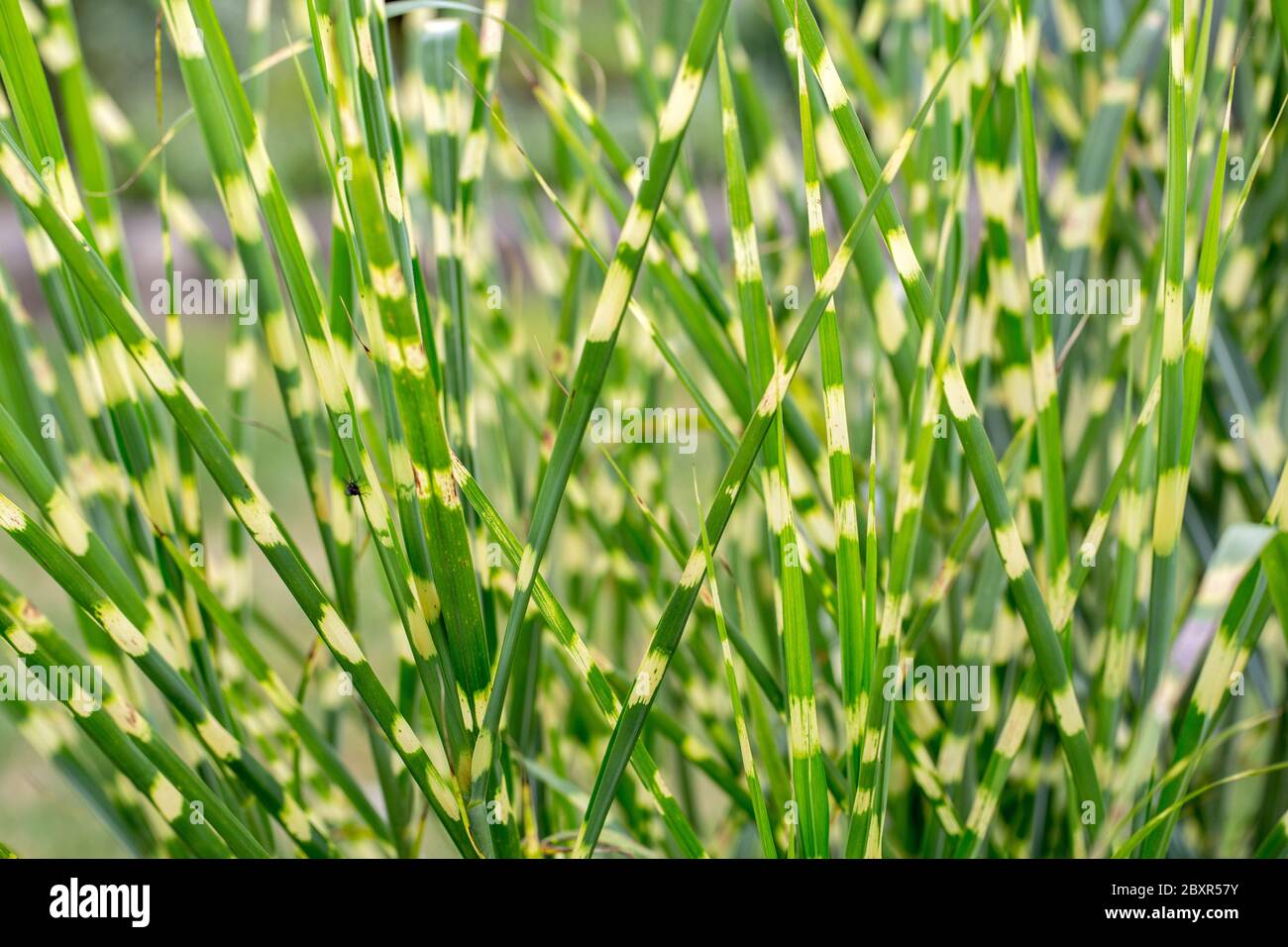 Close up of Ornamental Grass Miscanthus sinensis Zebrinus Banque D'Images