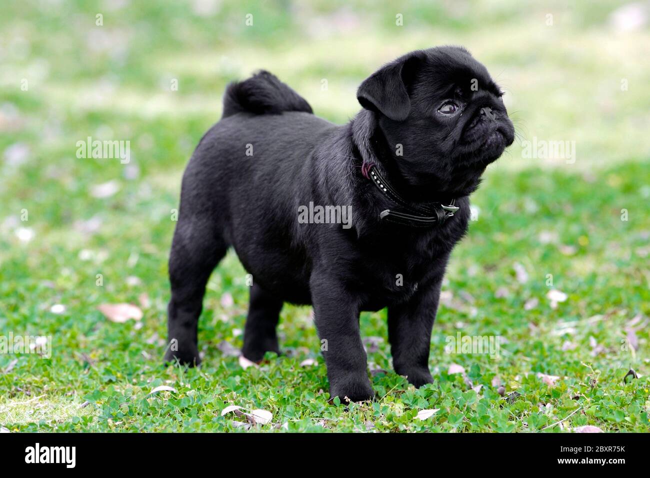 Un chiot noir Banque D'Images