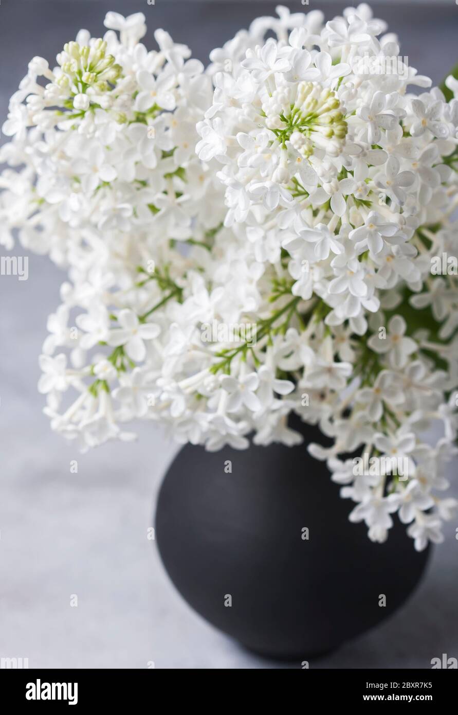 Bouquet d'un lilas blanc sur un fond concret. Mise au point sélective Photo  Stock - Alamy