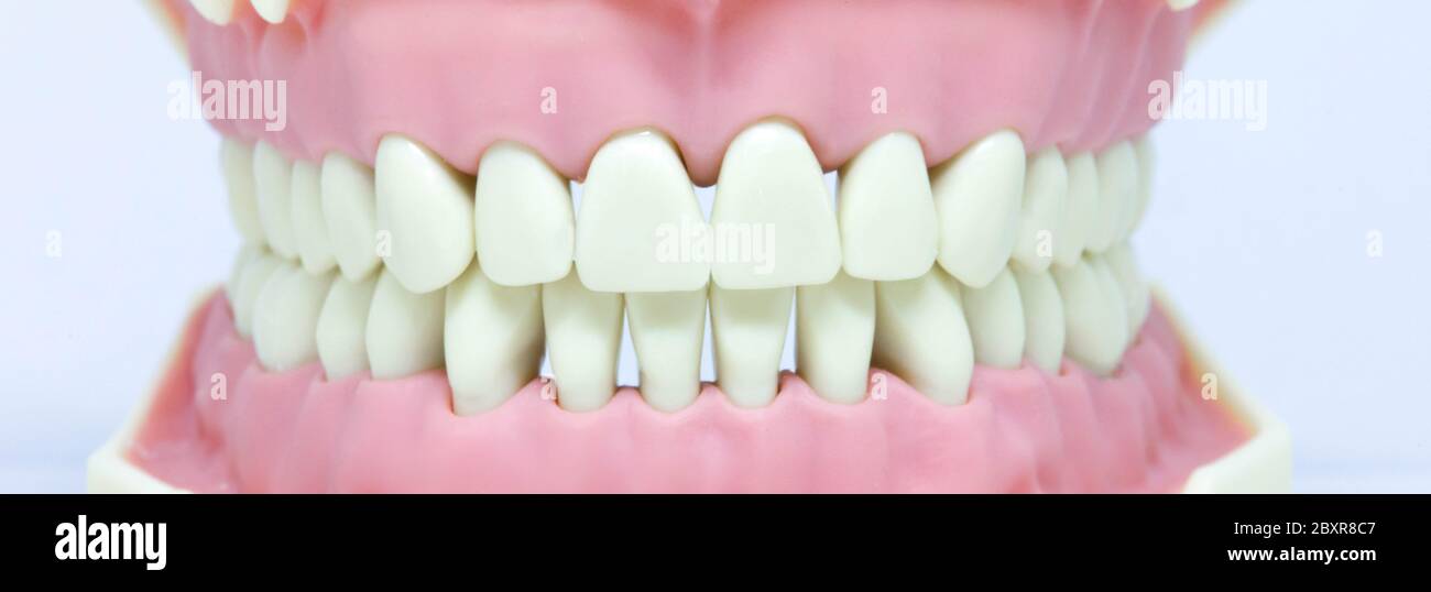 Dents sur le modèle de dentiste, hygiène buccale et dentaire Banque D'Images