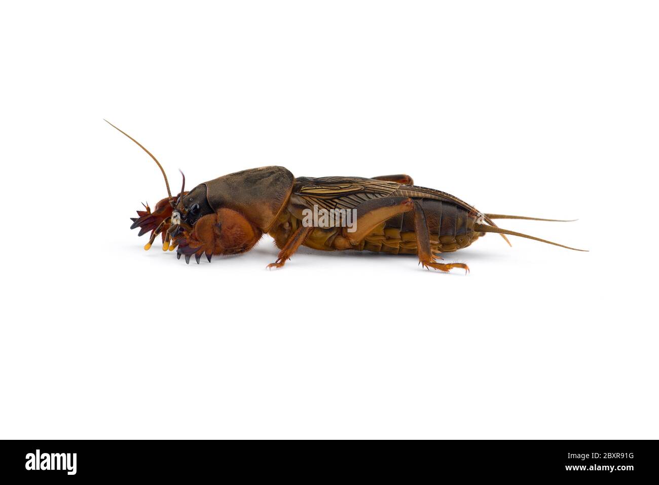 La macro-photo européenne de cricket de taupe isolée sur fond blanc Banque D'Images