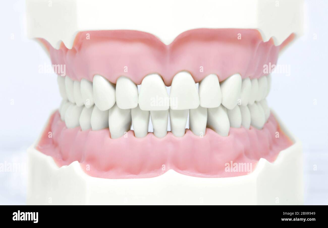 Dents sur le modèle de dentiste, hygiène buccale et dentaire Banque D'Images
