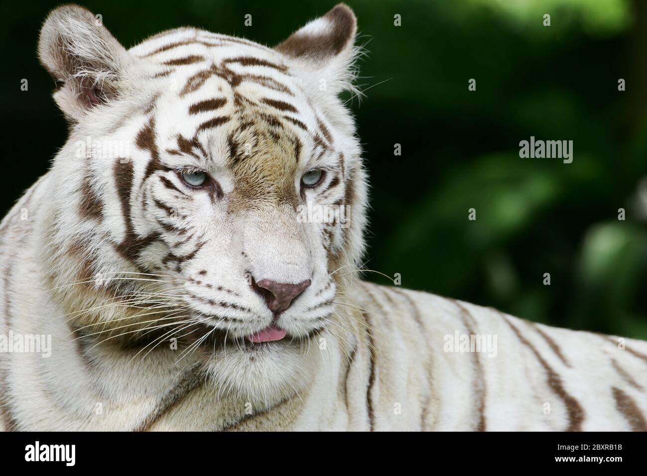 Tigre blanc Banque D'Images