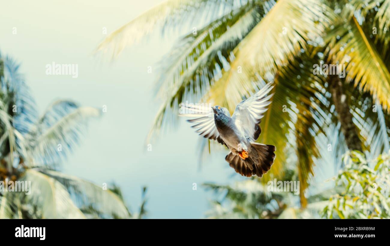 Pigeon survolant sur fond coloré Banque D'Images