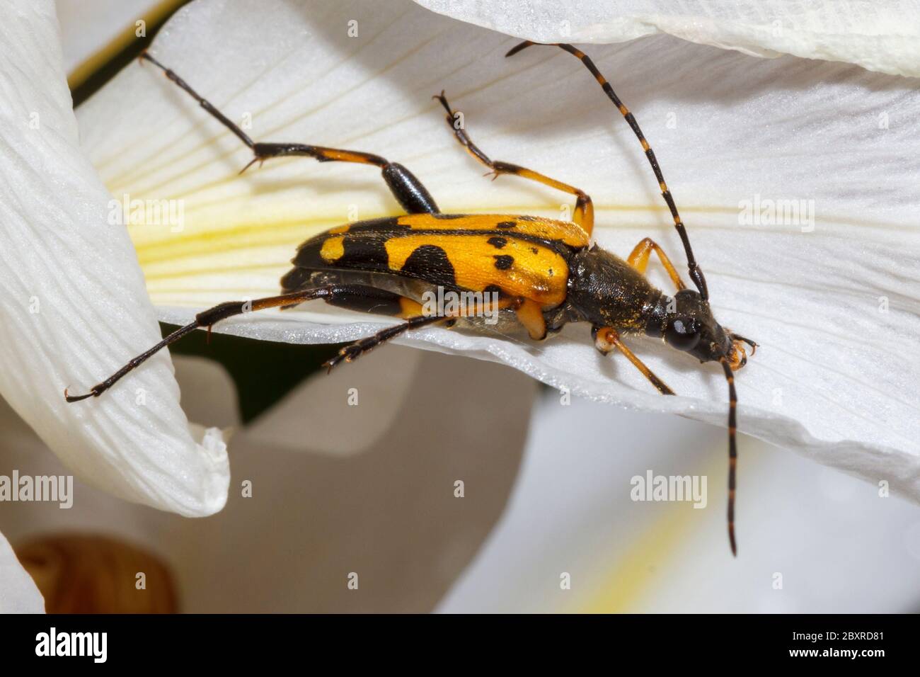 Coléoptère noir et jaune de longhorn (Rutpela maculata) sur une fleur de l'iris Banque D'Images