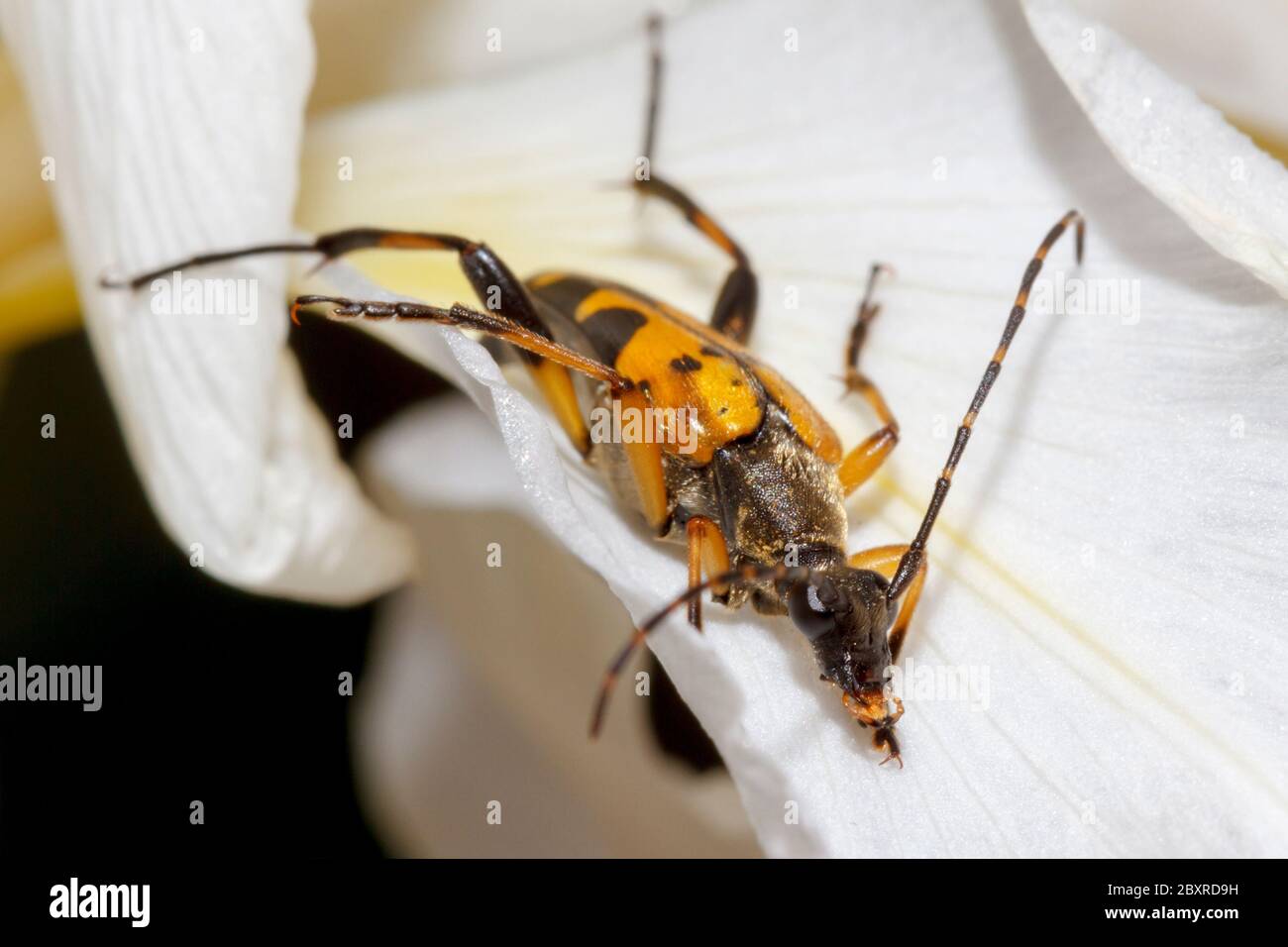 Coléoptère noir et jaune de longhorn (Rutpela maculata) sur une fleur de l'iris Banque D'Images