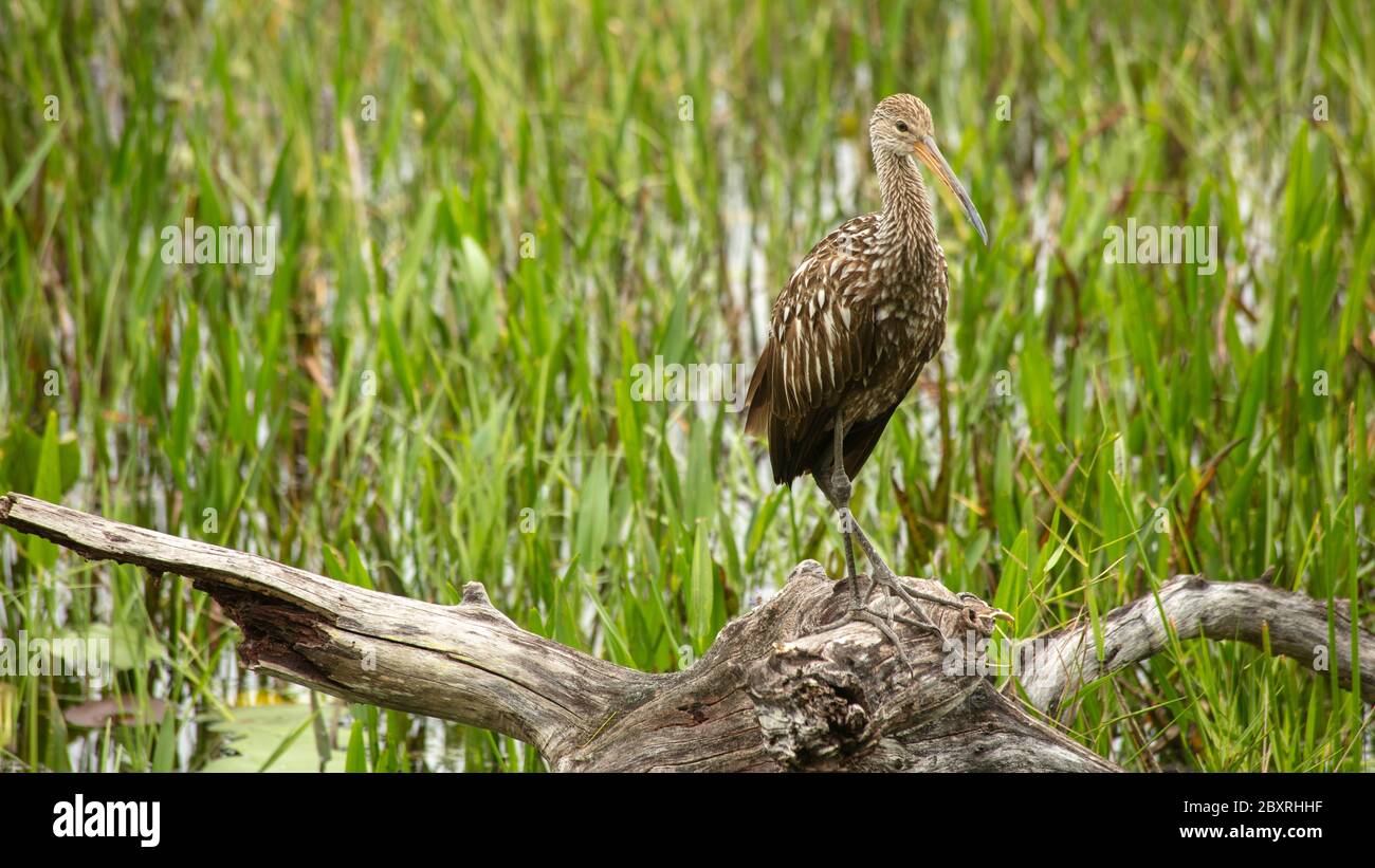 Oiseau de Limpkin repéré à la réserve naturelle nationale de Loxahatchee à Boynton Beach, FL, le 7 juin 2020 Banque D'Images