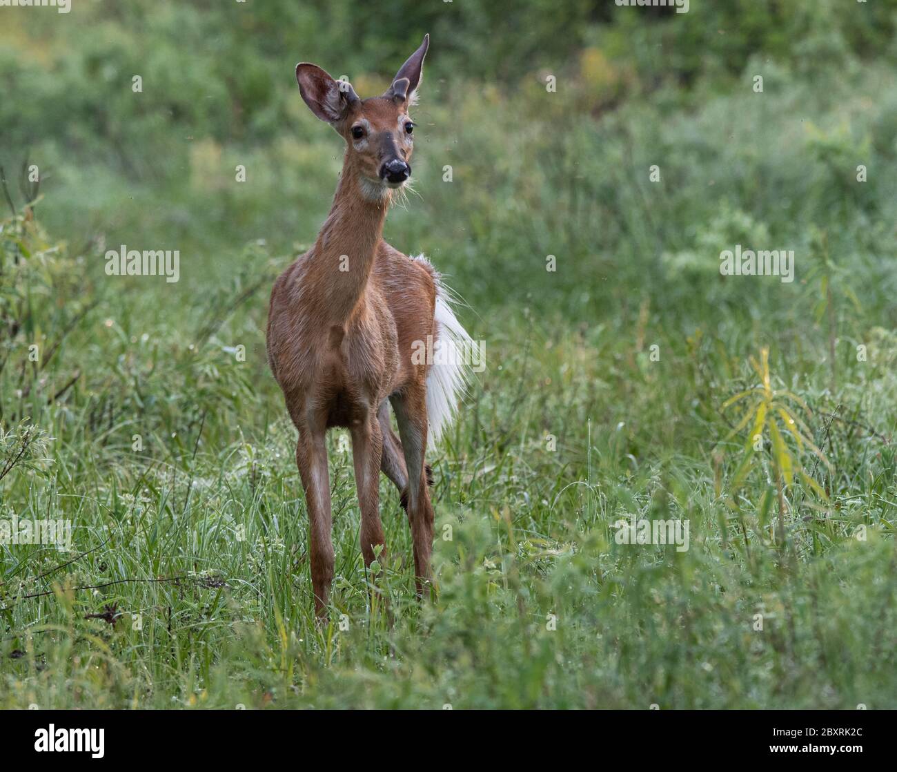 Un jeune cerf de Virginie de sexe masculin se défrichant au printemps Banque D'Images