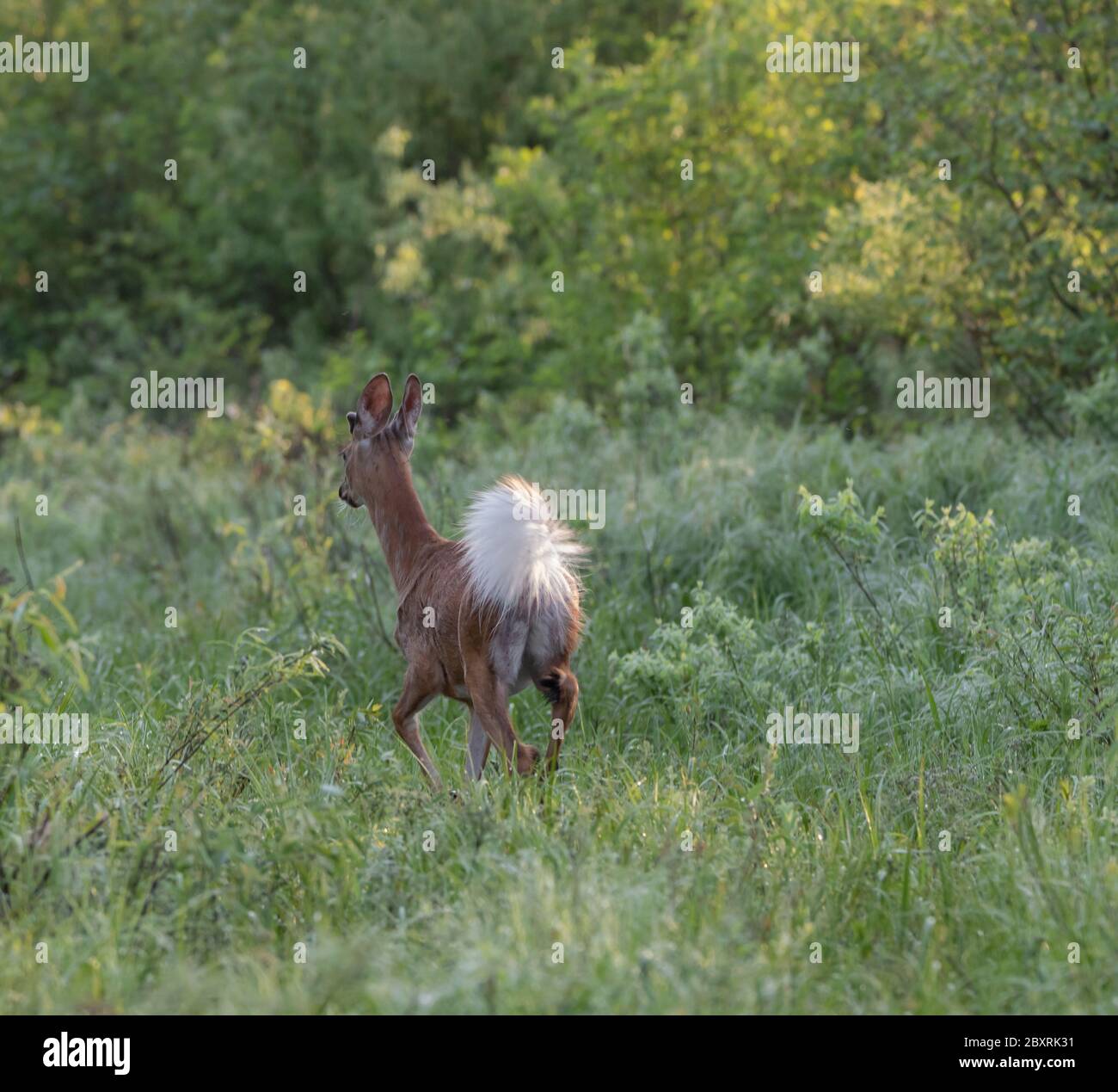 Un jeune cerf de Virginie s'ébouriffant avec sa longue queue moelleuse dans une clairière de Muskoka au printemps Banque D'Images