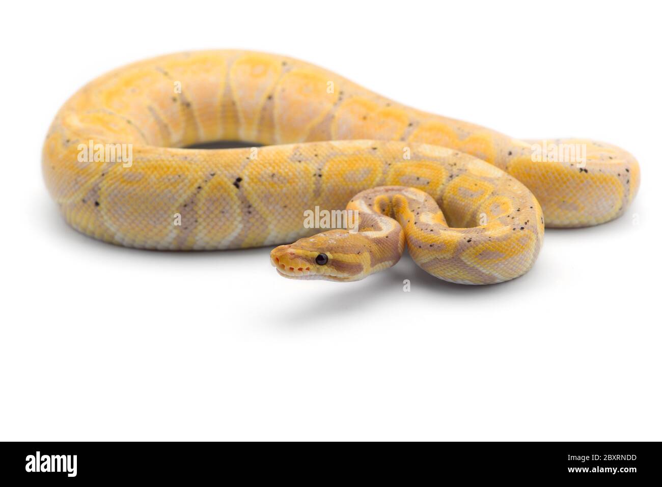 Python de compagnie Banque d'images détourées - Alamy