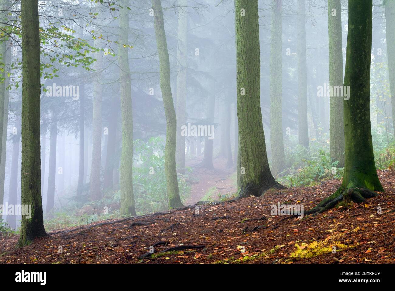 Les conditions brumeuses du parc forestier de Chevin, à Otley, dans le West Yorkshire, créent une séparation entre les arbres lors d'une matinée d'automne parfaitement encore brumeuse. Banque D'Images