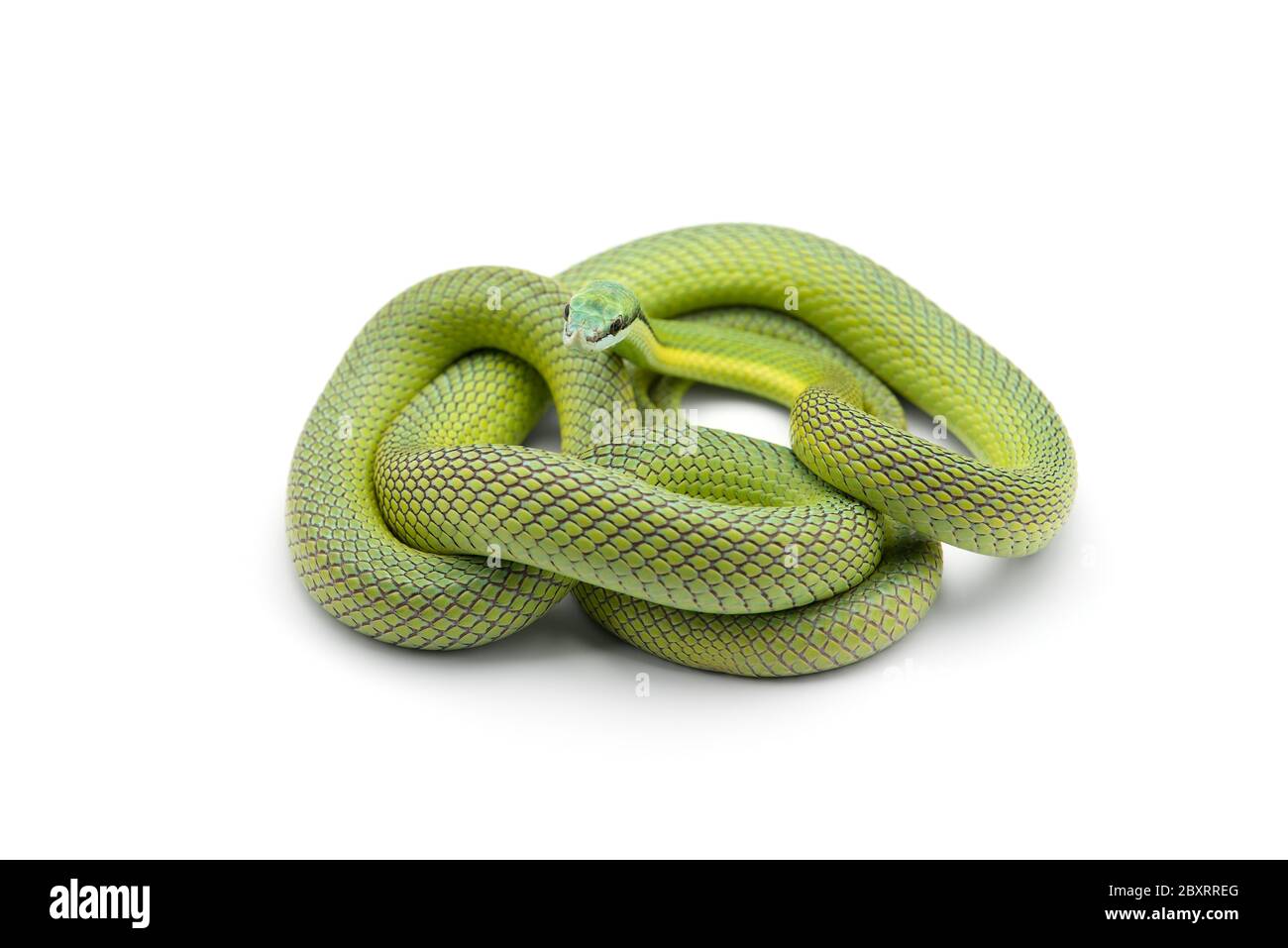 Serpent vert de Baron isolé sur fond blanc Banque D'Images