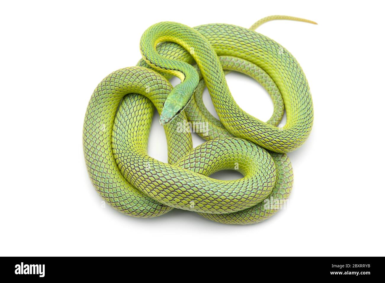 Serpent vert de Baron isolé sur fond blanc Banque D'Images