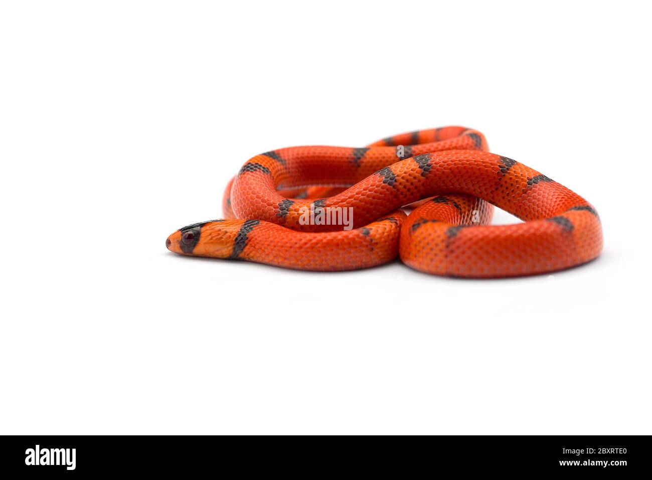 Serpent à lait hondurien isolé sur fond blanc Banque D'Images