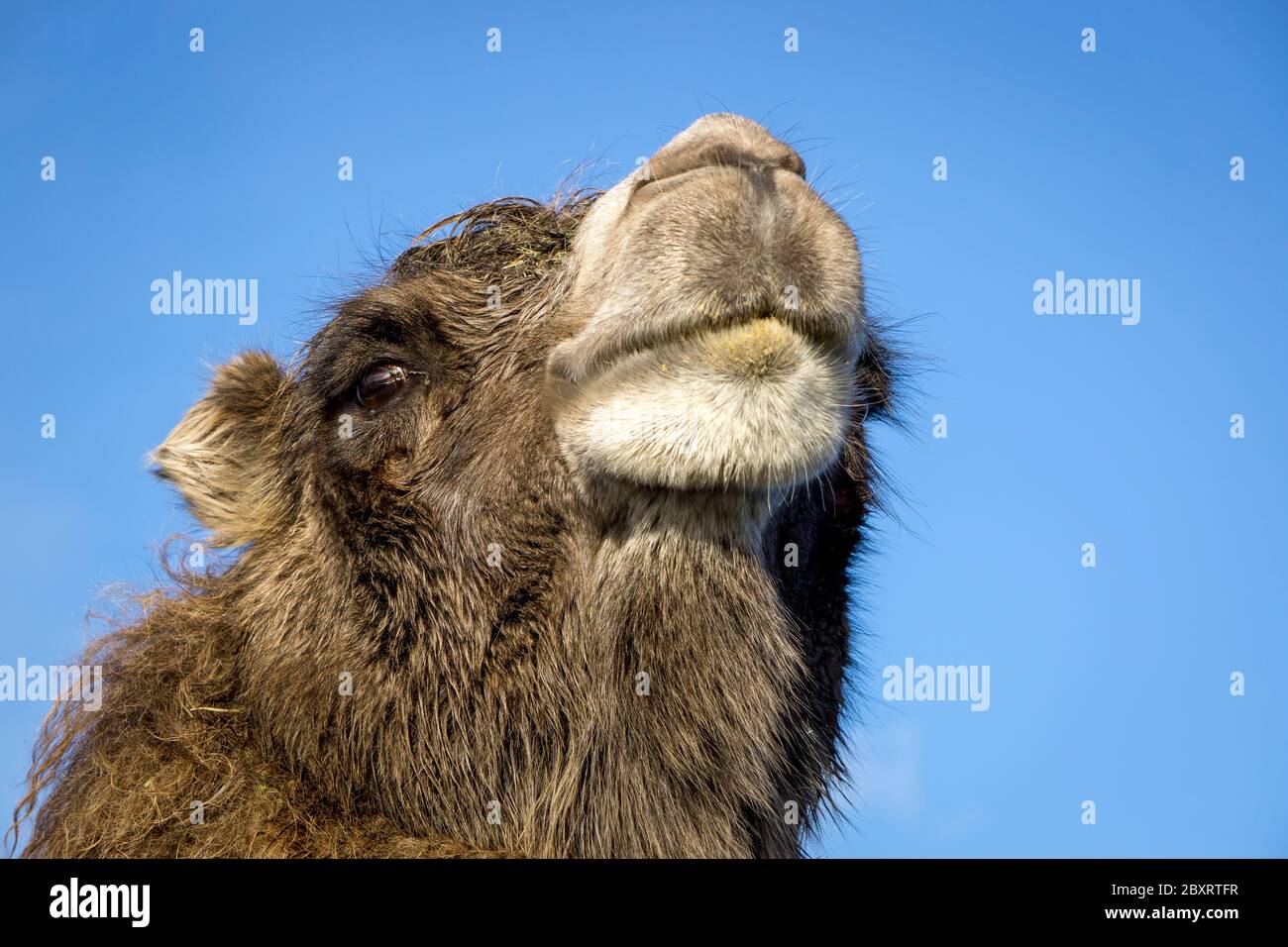 Gros plan à angle bas d'une tête de chameau isolée Bactrian en plein air sous le soleil d'hiver avec fond de ciel bleu, West Midland Safari Park, Royaume-Uni. Banque D'Images
