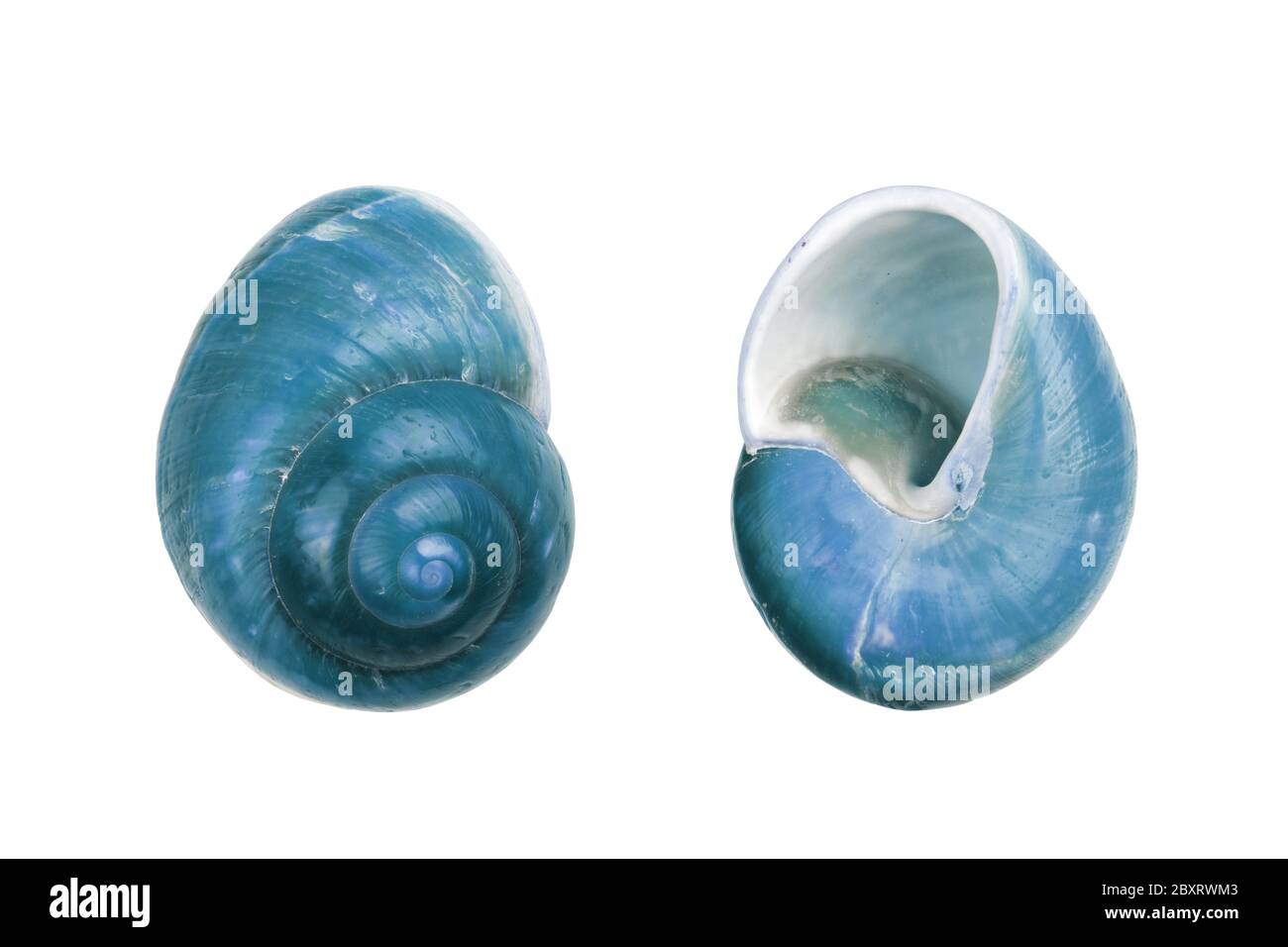 Deux coques en spirale Nautica bleues sur fond blanc avec chemin de coupure Banque D'Images