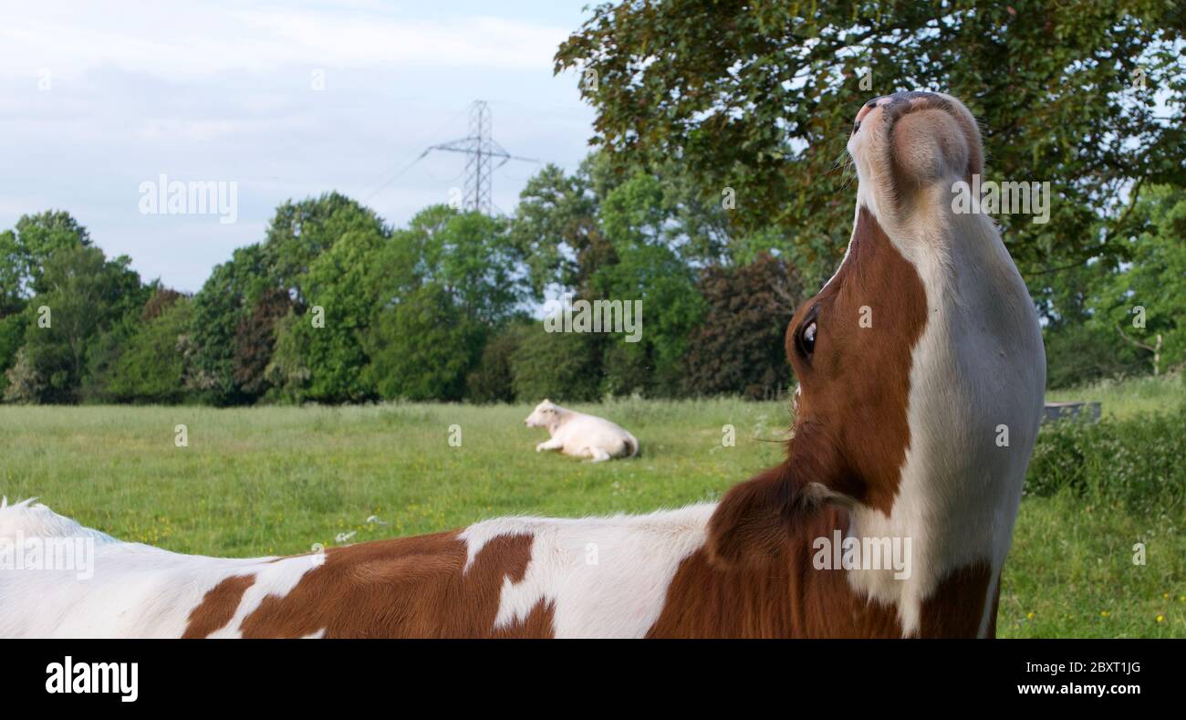 Image amusante de la vache avec sa tête dans l'air montrant le dessous du menton Banque D'Images