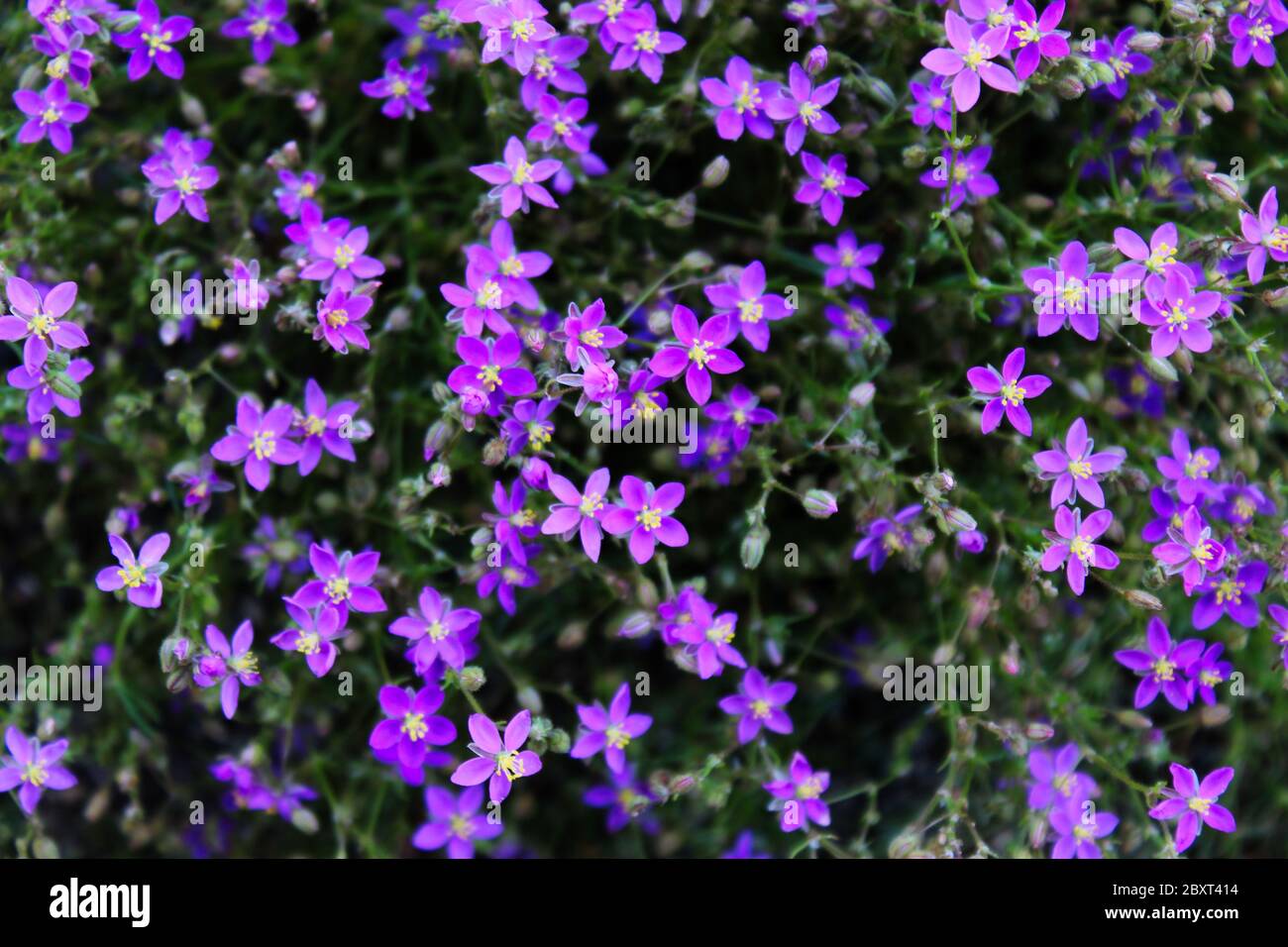 Fleurs violettes envahissantes Banque de photographies et d'images à haute  résolution - Alamy
