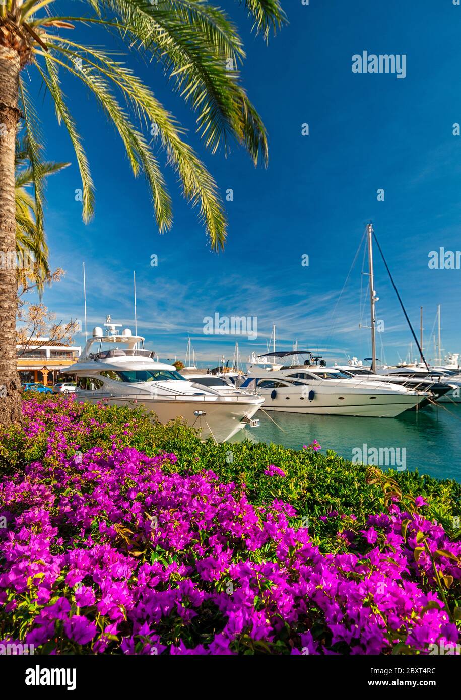 Puerto Portals Mallorca marina ciel bleu palmiers bougainvilliers et yachts à moteur amarrés portails nous Palma de Majorque Iles Baléares Espagne Banque D'Images