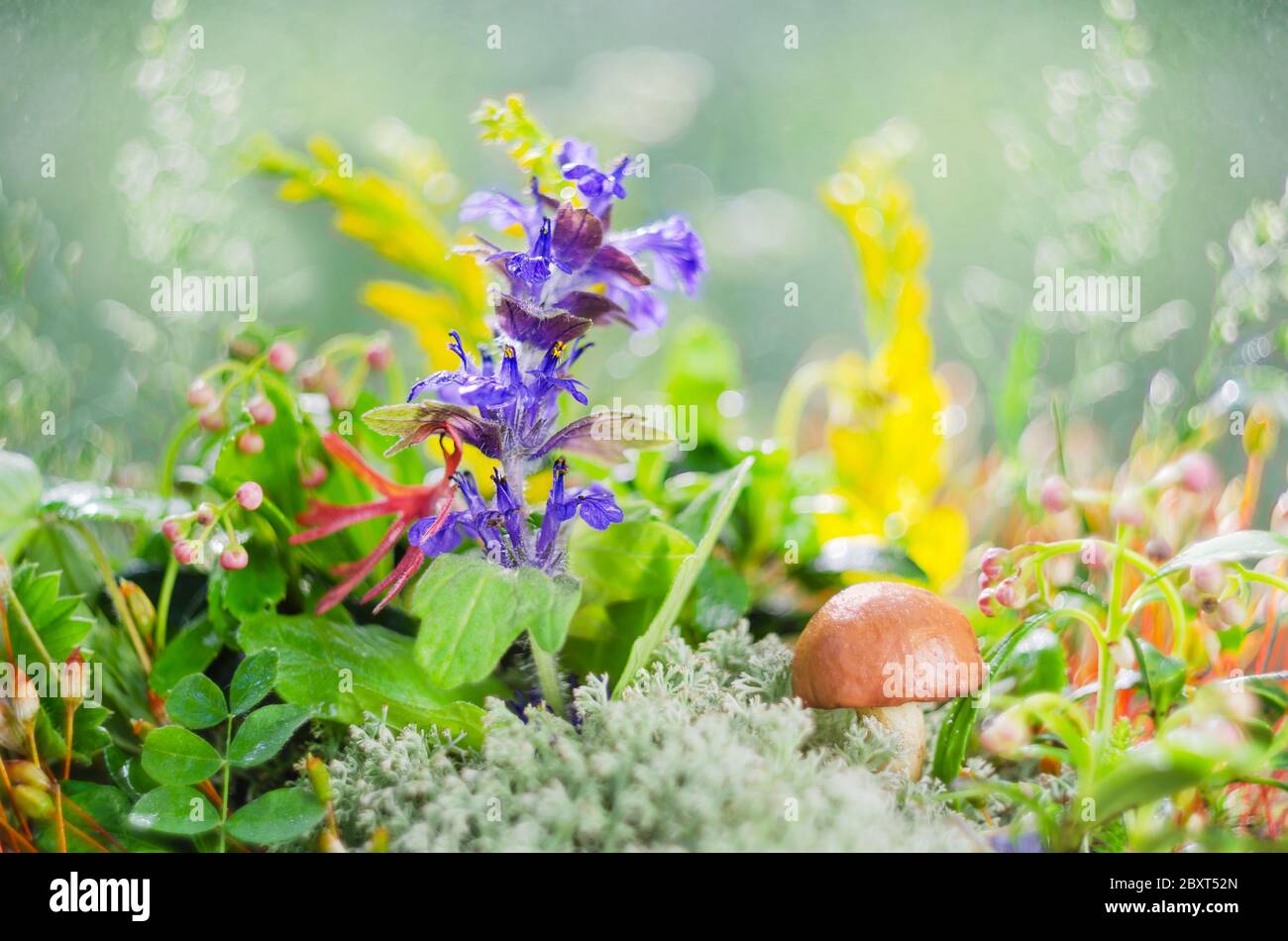 Fleurs et champignons comestibles en pleine nature, foyer sélectif doux Banque D'Images