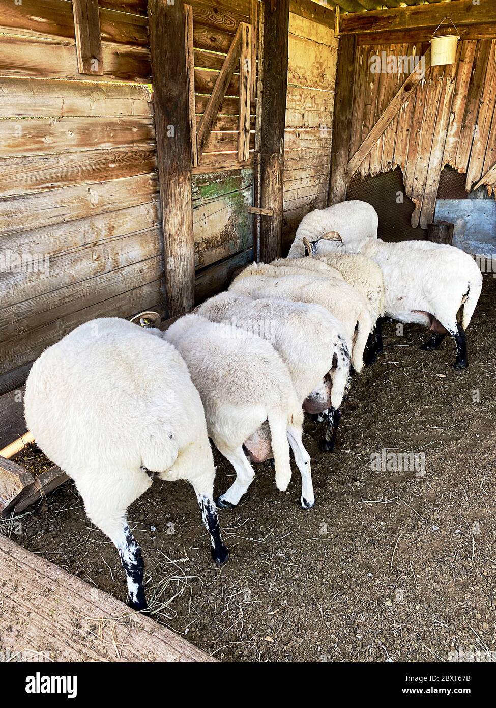 Nourrir les moutons (visage noir écossais) dans une cabane en bois Banque D'Images
