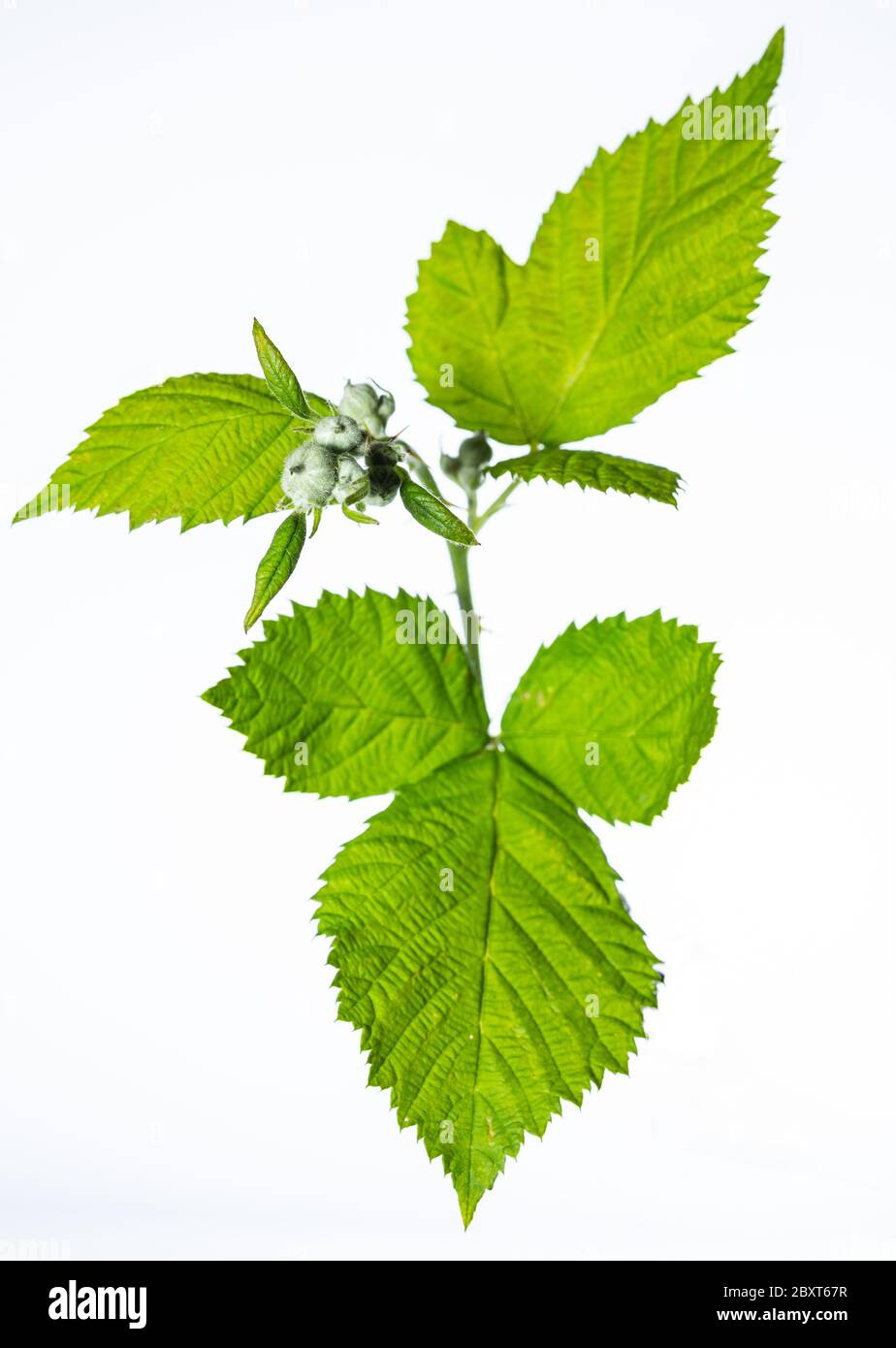 Mûres vertes. Fruits non mûrs. Une branche avec des feuilles vertes. Fruits de la forêt. Nature sauvage. Mûres sur fond blanc. Isolé de l'arrière-plan. Banque D'Images