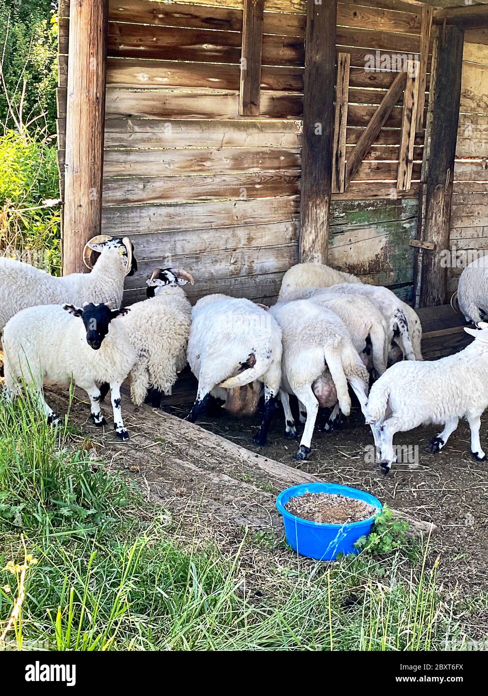 Nourrir les moutons (visage noir écossais) dans une cabane en bois Banque D'Images