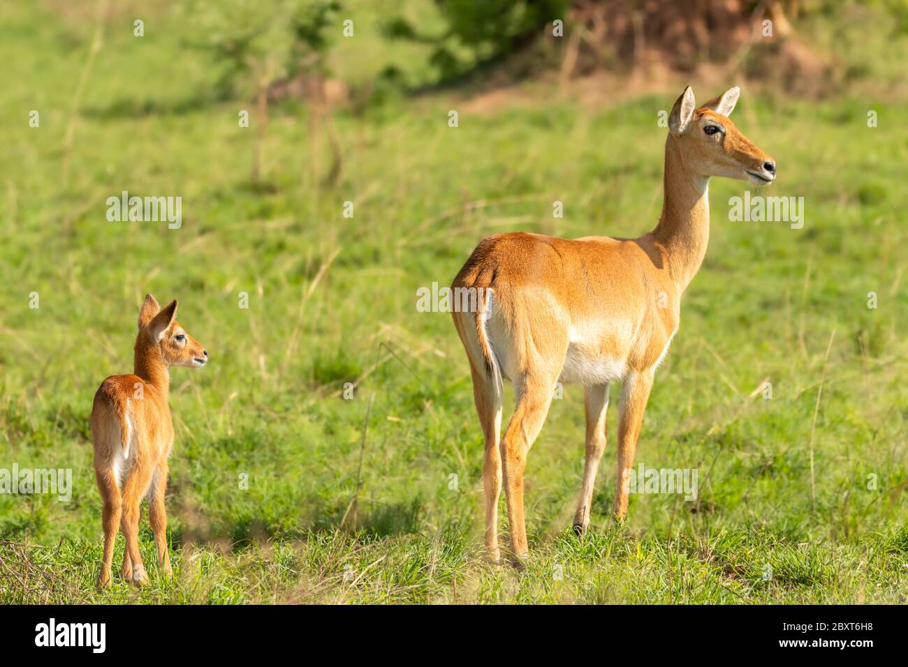 Un bébé kob avec sa mère (Kobus kob), parc national de Murchison Falls, Ouganda. Banque D'Images